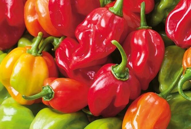 Daftar Habanero MANDIRI: Pilihan Produk Terbaik untuk Anda