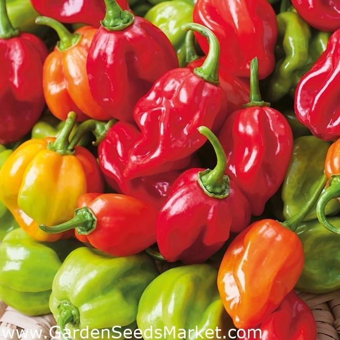 Daftar Habanero MANDIRI: Pilihan Produk Terbaik untuk Anda